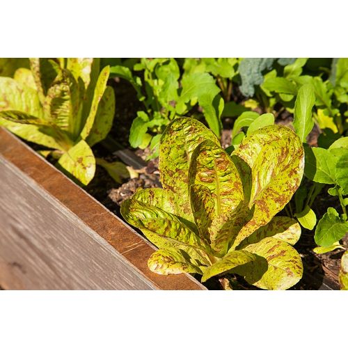 Horton, Janet 아티스트의 Issaquah-Washington State-USA Flashy Trouts Back Lettuce plants작품입니다.